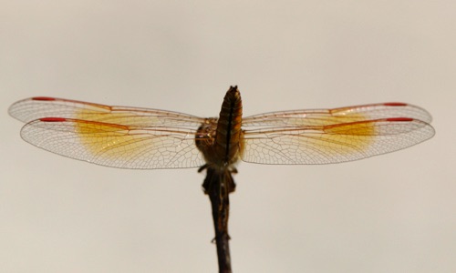 2007_01_15_Thailand_Bangkok
Brachythemis contaminata 2007_01_15_Thailand_Bangkok
Brachythemis contaminata